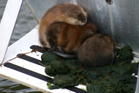 Welcome to the harbour Hangout
